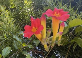 Trumpet vines dangle